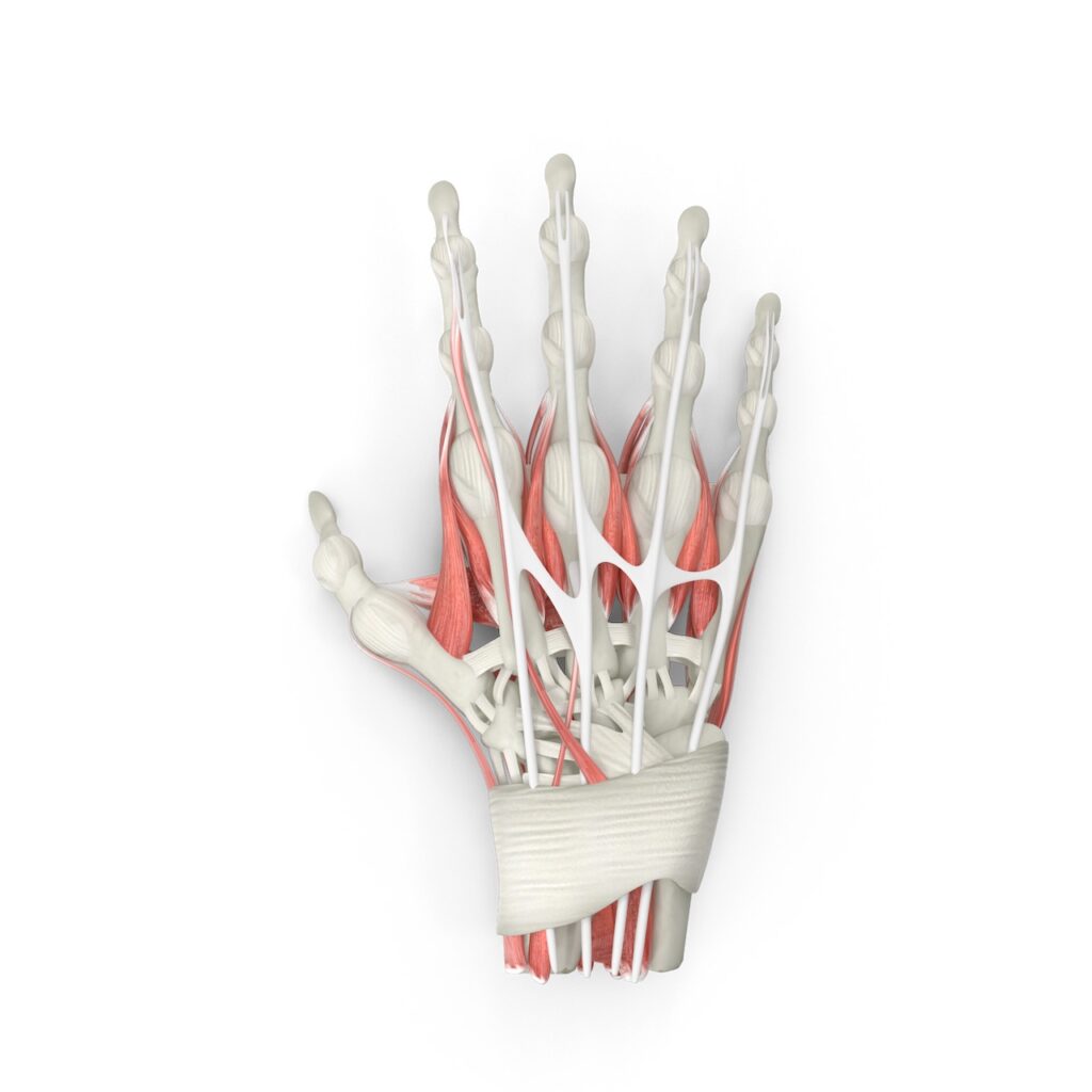 Hand_anatomie_pijn_therapeut